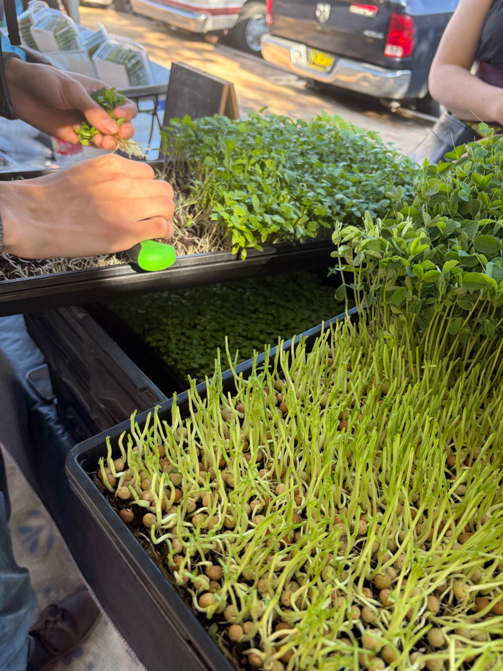 The micro green master cutting fresh on site.