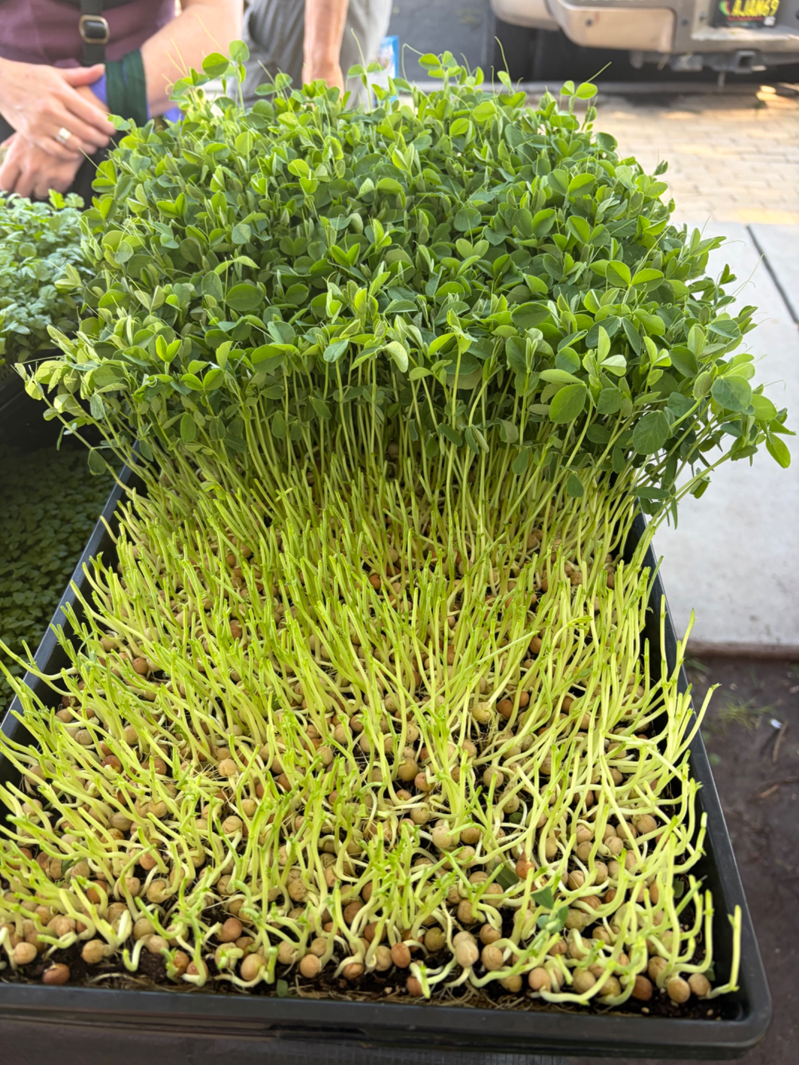 Beautiful tray of greens halfway cut.  It does not get any more fresh!
